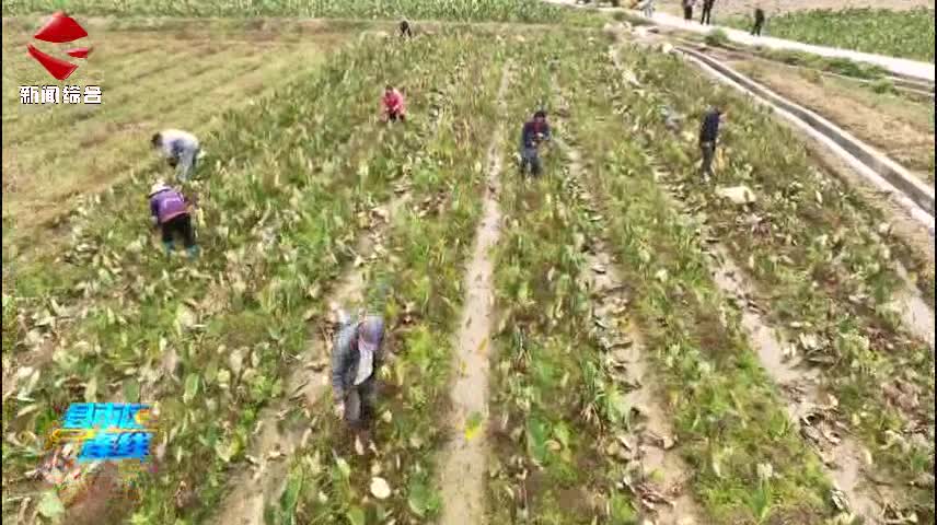 樂昌香芋進入成熟季 正陸續(xù)上市