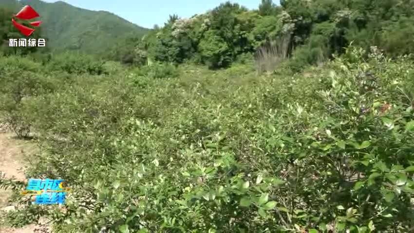 始興：藍莓種植園迎來采摘季“莓”好時光引客來