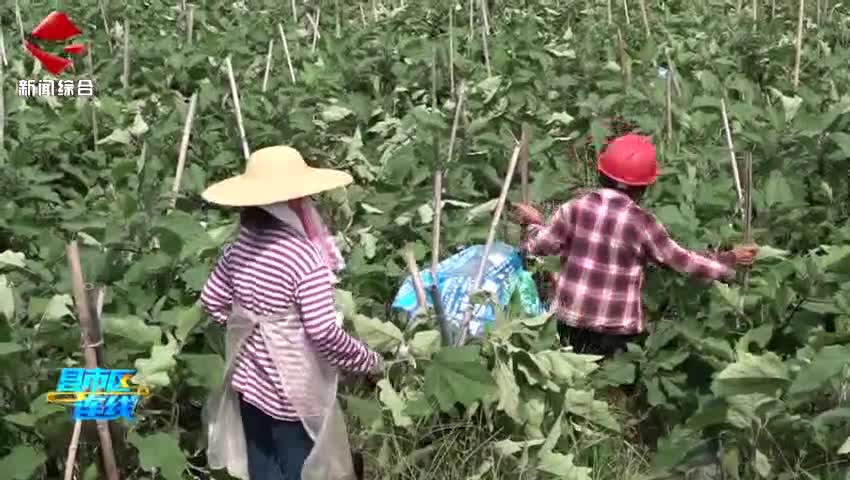 始興：農(nóng)田“時(shí)間管理大師”上線!美青農(nóng)業(yè)玩轉(zhuǎn)“稻菜接力賽”